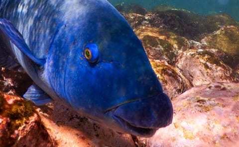 Private Snorkeling Tour in Sydney's Bronte-Coogee Reserve