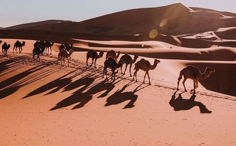 8-Day Guided Tour of Casablanca, Fes, and Marrakech