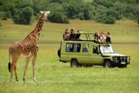 Masai Mara game drive