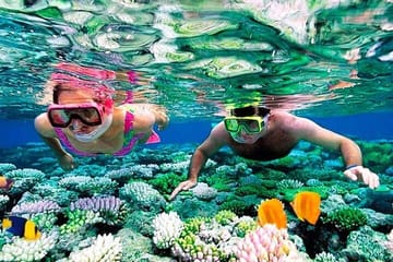 Snorkeling Adventure with Dolphins in Samadai, Marsa Alam