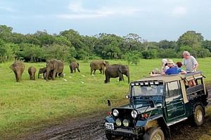 Afternoon Game Drive at Minneriya National Park from Polonnaruwa