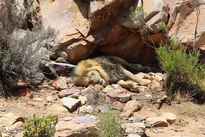 Sleeping Lion