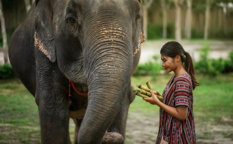 Jumbo Elephant Experience at Elephant Jungle Sanctuary, Phuket