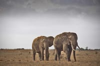 Elephants in Tsavo East