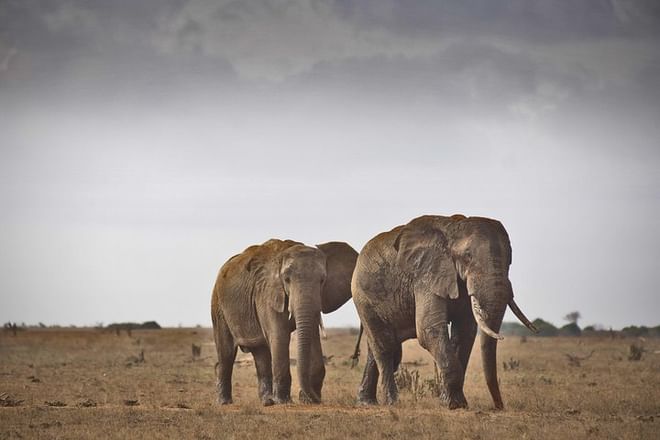 Elephants in Tsavo East