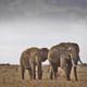 Elephants in Tsavo East