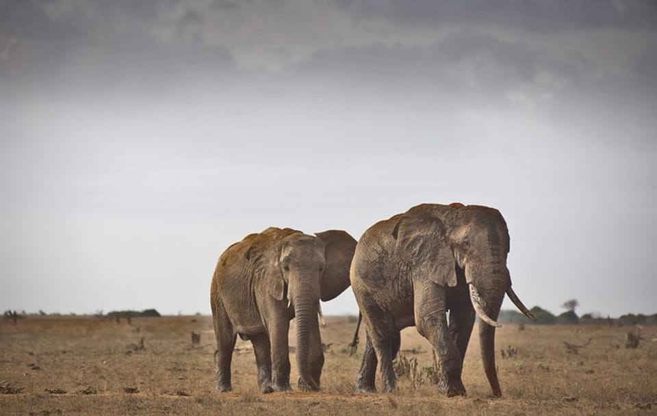 3-Day Tsavo East Safari Adventure from Mombasa
