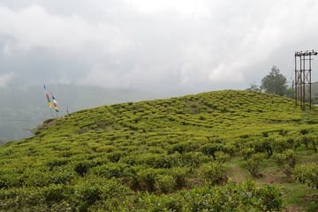 Cultural Tour of Colonial Cities and Tea Estates in Darjeeling