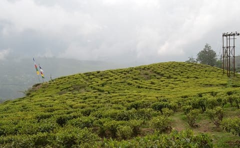 Cultural Tour of Colonial Cities and Tea Estates in Darjeeling