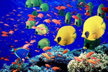 Private Glass Bottom Boat Tour in Hurghada, Egypt