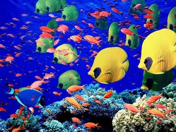 Private Glass Bottom Boat Tour in Hurghada, Egypt
