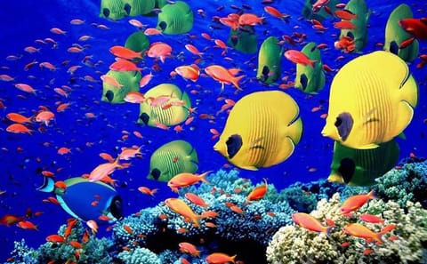 Private Glass Bottom Boat Tour in Hurghada, Egypt