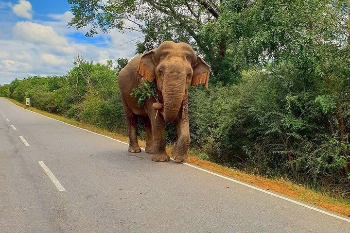 4 Days Essence Of Sri Lanka