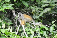 Rainforest Fauna