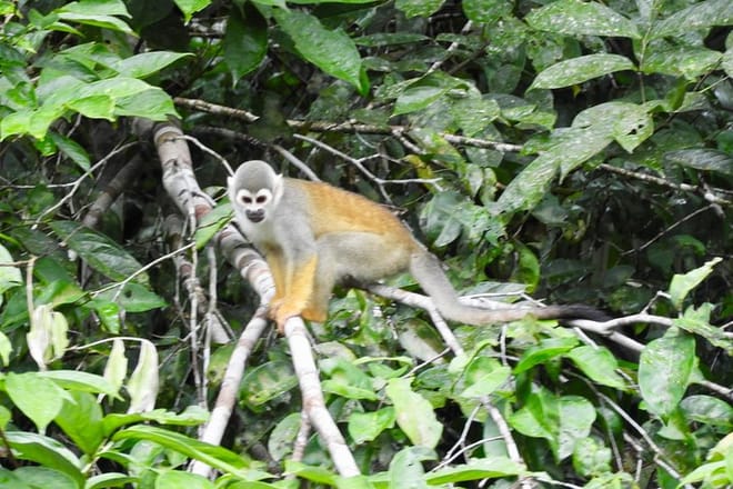 Rainforest Fauna