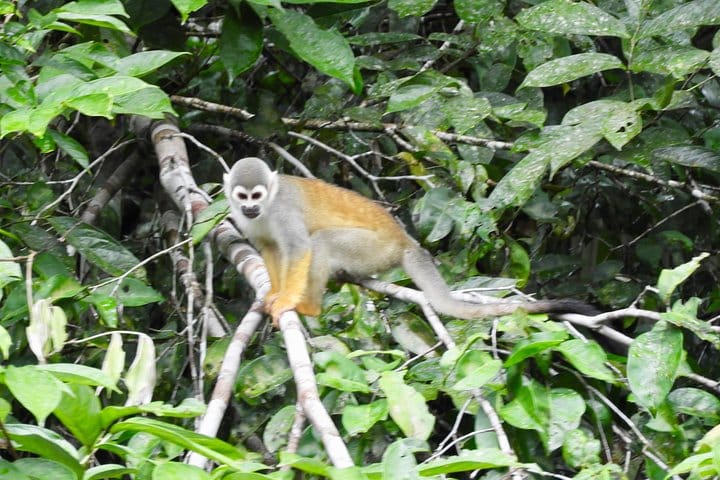 Rainforest Fauna