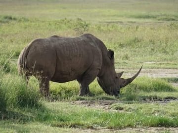 Nairobi National Park day tour