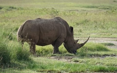 Nairobi National Park day tour