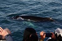Reykjavík Whales & ATV 5