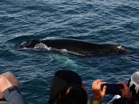 Reykjavík Whales & ATV, photo 5