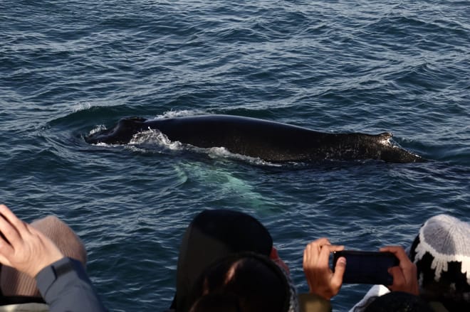 Reykjavík Whales & ATV 5