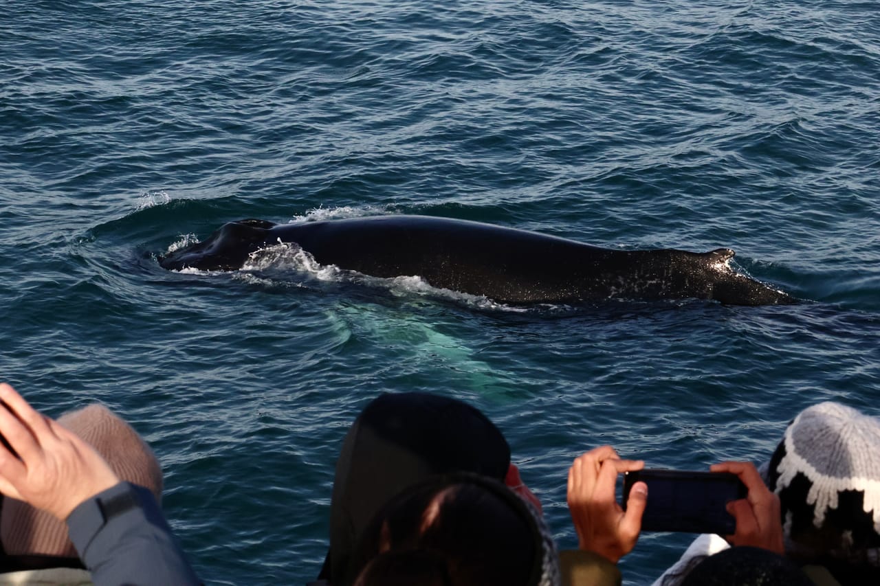 Reykjavík Whales & ATV 5