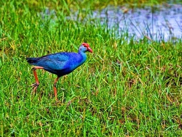 Bird Watching and Boat Trip at Muthurajawela Sanctuary, Sri Lanka