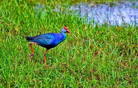 Muthurajawela Sanctuary Bird Watching and Negombo Lagoon Boat Trip