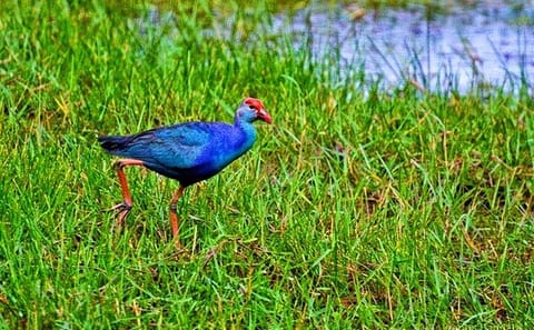 Bird Watching and Boat Trip at Muthurajawela Sanctuary, Sri Lanka