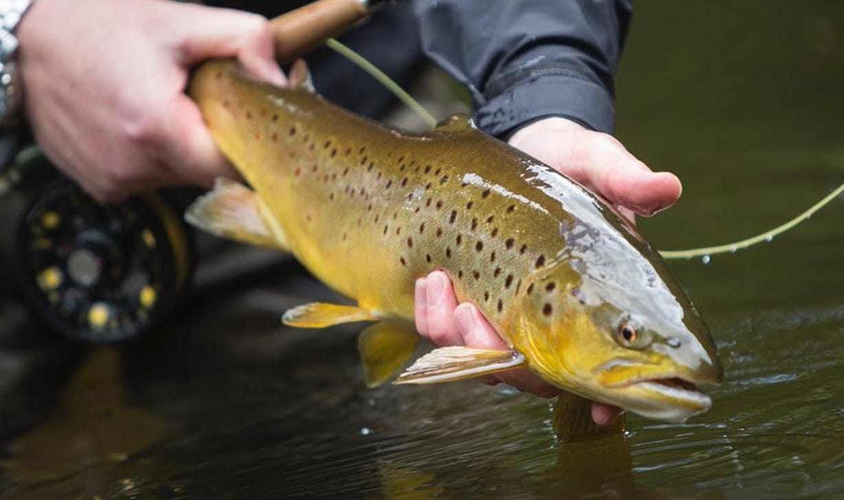Wild brown trout river fishing. Ballynahinch fishery. Galway. Private French/English guide. Full
