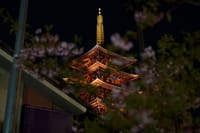 Asakusa Night Evening Walking Tour with English-Speaking Guide 3