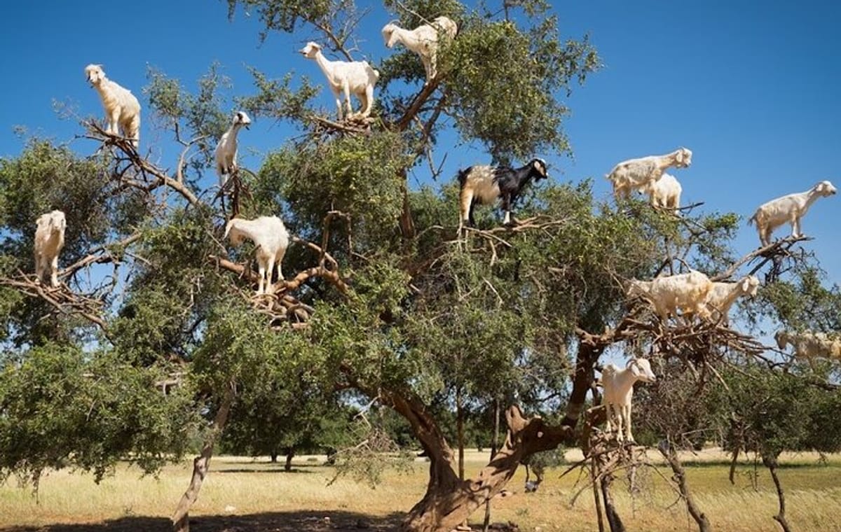 Essaouira Private Day Trip