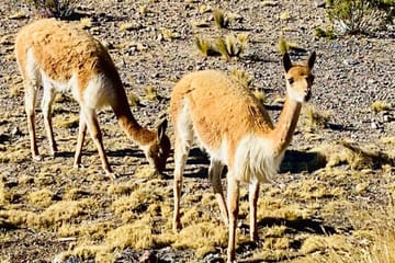 Pillones Waterfall and Stone Forest Day Trip in Arequipa