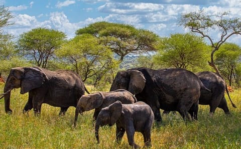 11-Day Safari Adventure in Kenya and Tanzania
