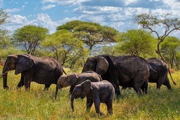 11-Day Safari Adventure in Kenya and Tanzania