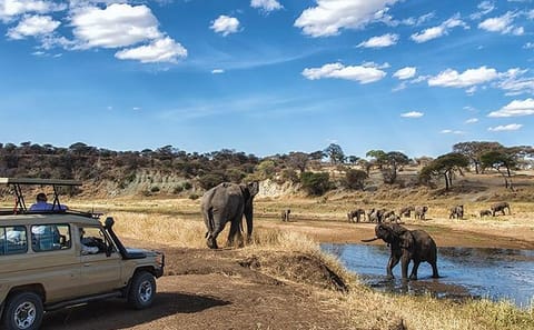 Lake Manyara National Park Day Trip from Arusha