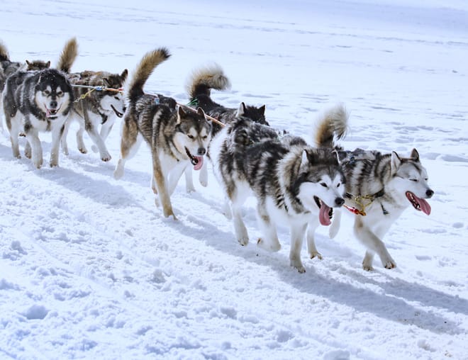 Become A Husky Musher in Lapland photo 4