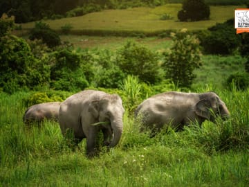 Elephant Sanctuary Half-Day Tour near Chiang Mai