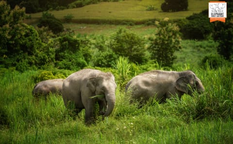 Elephant Sanctuary Half-Day Tour near Chiang Mai