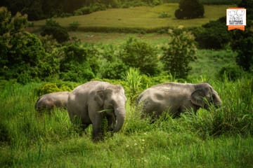 Elephant Sanctuary Half-Day Tour near Chiang Mai