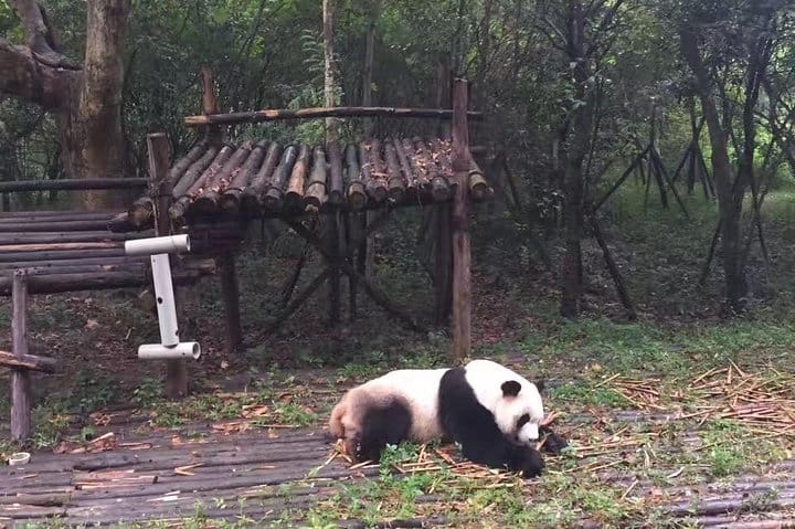 Private Chengdu Panda Base Day Tour by Round-way Flight from Shenzhen 7