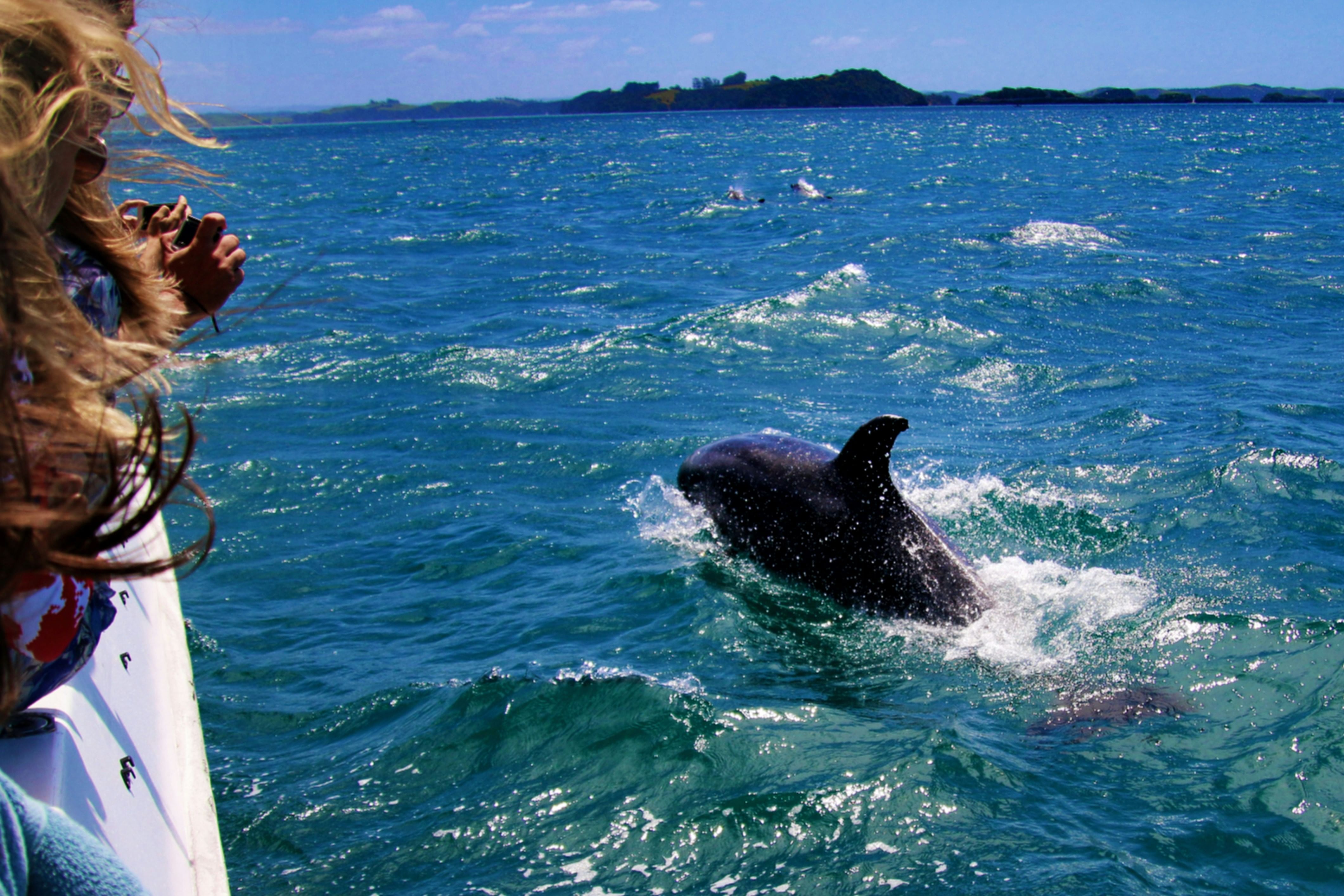 A woman with her hair in the wind bends excitedly on the bow of a sailboat, watching a dolphin that jumps next to her, with a mountain