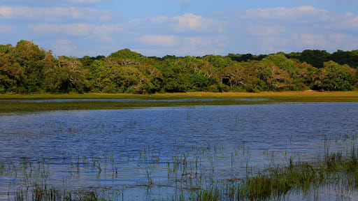 Wilpattu Safari Experience 6