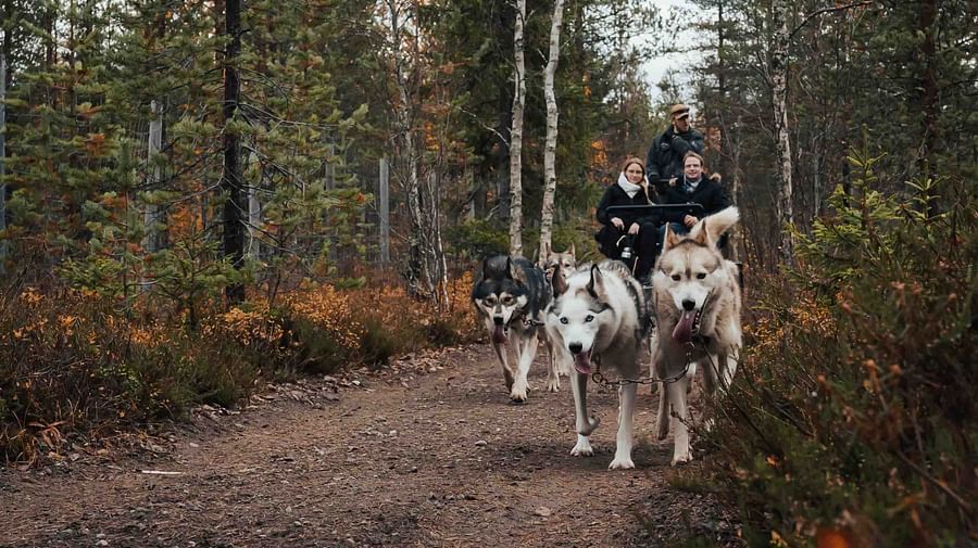 Autumn Husky ride, Husky safari, Pure Lapland, Siberian Husky, Rovaniemi Lapland