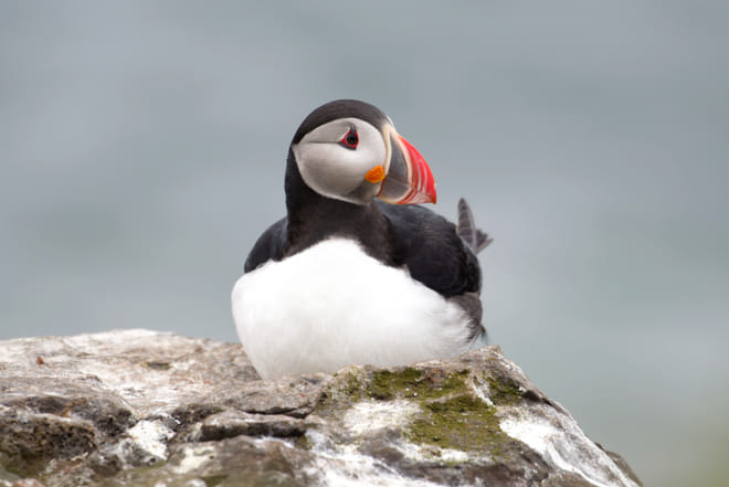 Private Puffin Colony Tour from Seyðisfjörður Port photo 4