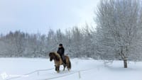 Golden Circle Small Group Tour with Friðheimar Farm Visit 2