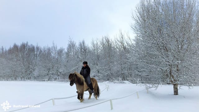 Golden Circle Small Group Tour with Friðheimar Farm Visit