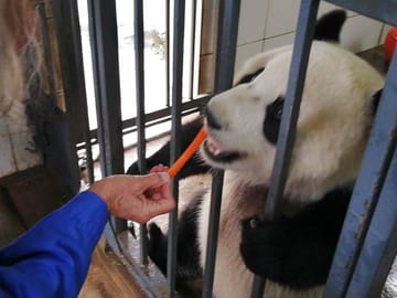 Dujiangyan Panda base volunteer experience 1 day