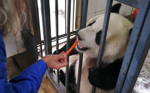 Dujiangyan Panda base volunteer experience 1 day