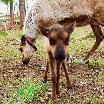 Santa Claus Summer Magic in Rovaniemi – A Fun and Unforgettable Encounter with Reindeer in Summer and Autumn